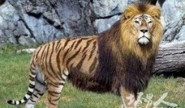 虎狮虎兽最新爆料,神秘生物之谜揭开面纱