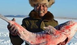 沈猛最新爆料胖头鱼,胖头鱼背后的惊人真相