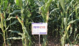 隆平高科最新爆料电话,电话透露重大战略布局与未来展望