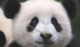 陆左熊猫哥最新爆料,揭秘娱乐圈最新热点事件！