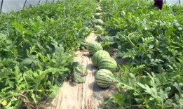 郑州吃瓜爆料视频大全最新